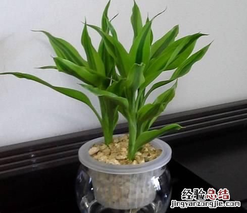#好物过冬#家养的水生植物都有哪些
