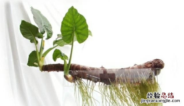 #好物过冬#家养的水生植物都有哪些
