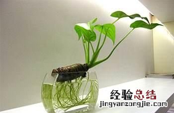 #好物过冬#家养的水生植物都有哪些