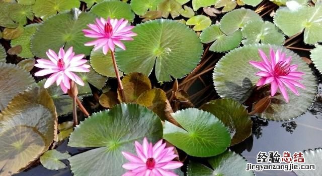 #好物过冬#家养的水生植物都有哪些