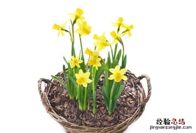 #好物过冬#家养的水生植物都有哪些