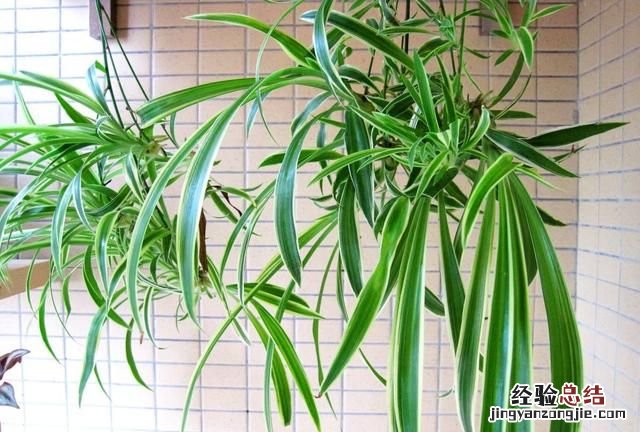 #好物过冬#家养的水生植物都有哪些