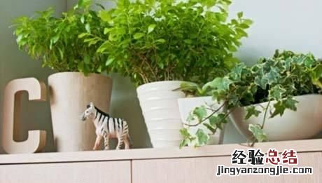 #好物过冬#家养的水生植物都有哪些