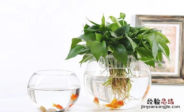 #好物过冬#家养的水生植物都有哪些