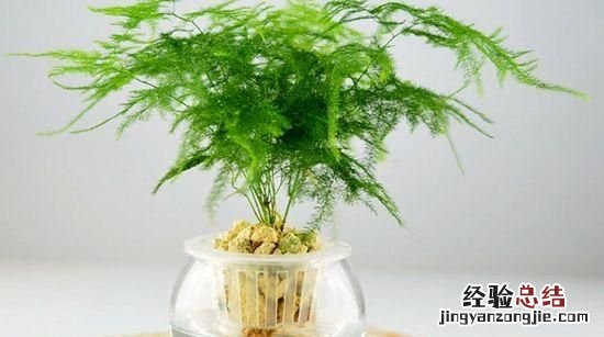 #好物过冬#家养的水生植物都有哪些