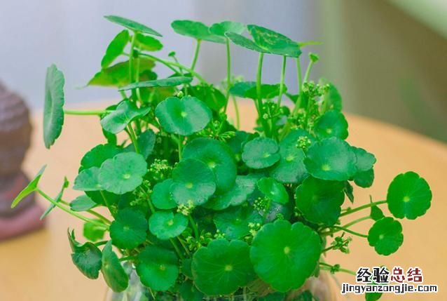 #好物过冬#家养的水生植物都有哪些