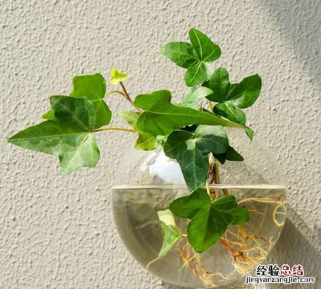 #好物过冬#家养的水生植物都有哪些