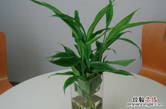 #好物过冬#家养的水生植物都有哪些