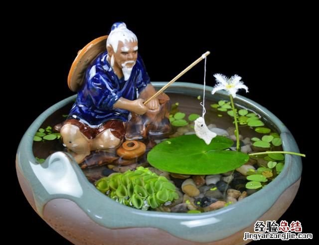 #好物过冬#家养的水生植物都有哪些