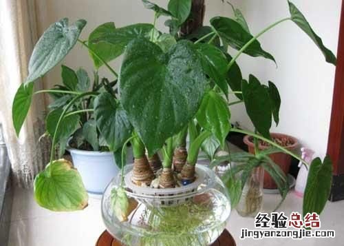 #好物过冬#家养的水生植物都有哪些