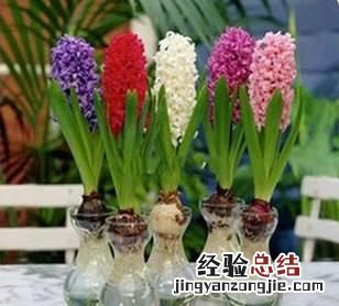 #好物过冬#家养的水生植物都有哪些