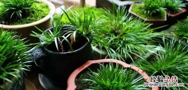 #好物过冬#家养的水生植物都有哪些