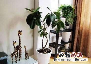 #好物过冬#家养的水生植物都有哪些