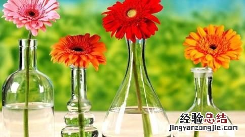 #好物过冬#家养的水生植物都有哪些
