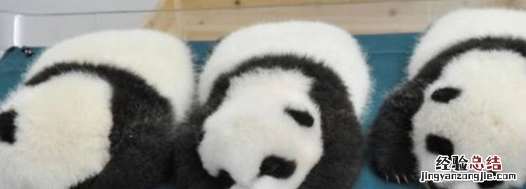 大熊猫有冬眠的现象