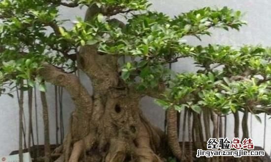 榕树的养殖方法,绿萝榕树的养殖方法