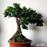 榕树的养殖方法，绿萝榕树的养殖方法
