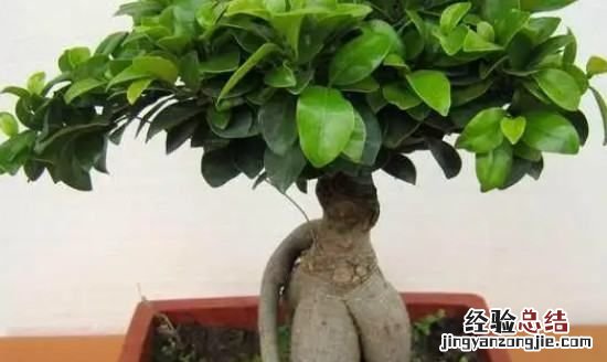 榕树的养殖方法,绿萝榕树的养殖方法