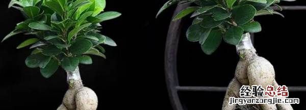榕树的养殖方法,绿萝榕树的养殖方法