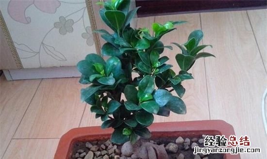 榕树的养殖方法,绿萝榕树的养殖方法