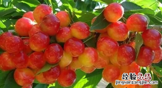 樱桃什么时候成熟,樱桃的成熟季节是什么时候