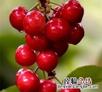 樱桃什么时候成熟,樱桃的成熟季节是什么时候