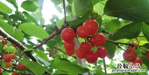 樱桃什么时候成熟,樱桃的成熟季节是什么时候