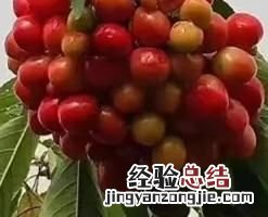 樱桃什么时候成熟,樱桃的成熟季节是什么时候
