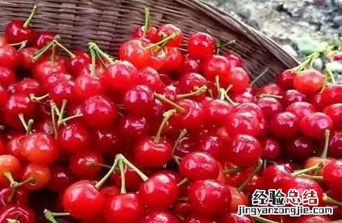 樱桃什么时候成熟,樱桃的成熟季节是什么时候