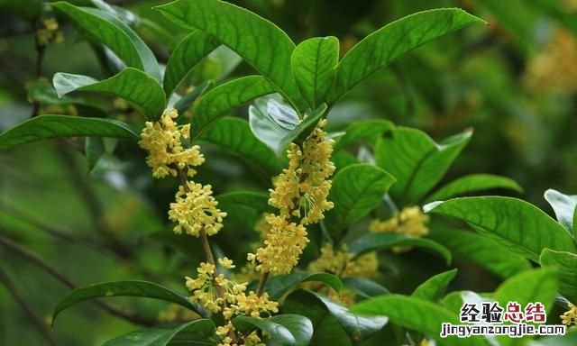 深秋赏桂花,夜静春山空的春山是什么意思