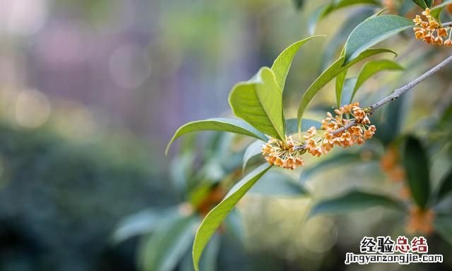 深秋赏桂花,夜静春山空的春山是什么意思