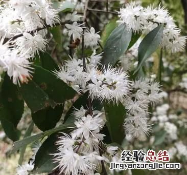 深秋赏桂花,夜静春山空的春山是什么意思