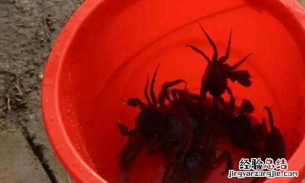 青蟹死了多久不能吃