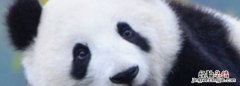 大熊猫是几级保护动物