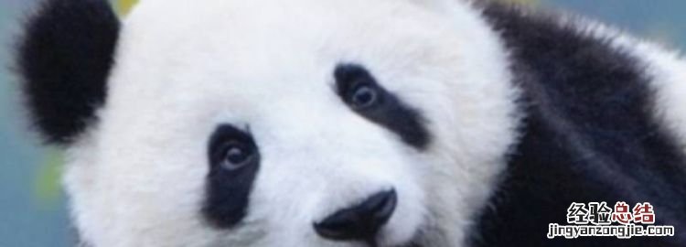 大熊猫是几级保护动物
