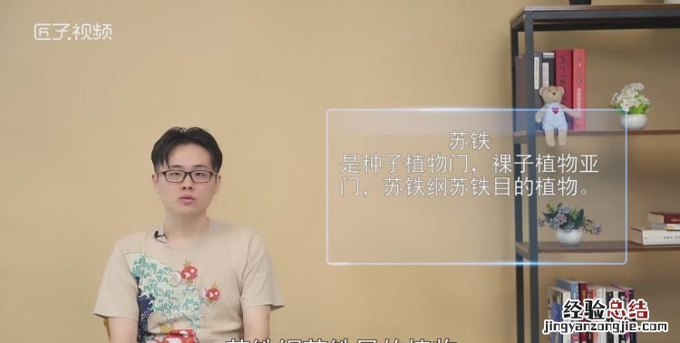 苏铁是什么植物