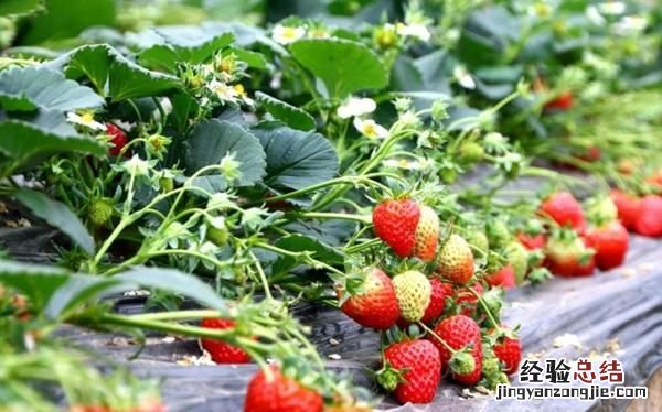 草莓什么时候种植最好,草莓什么时候种植比较好