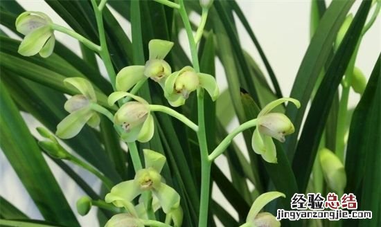 花中君子是什么花