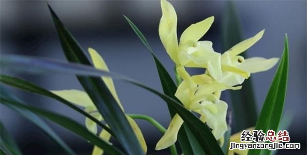 花中君子是什么花