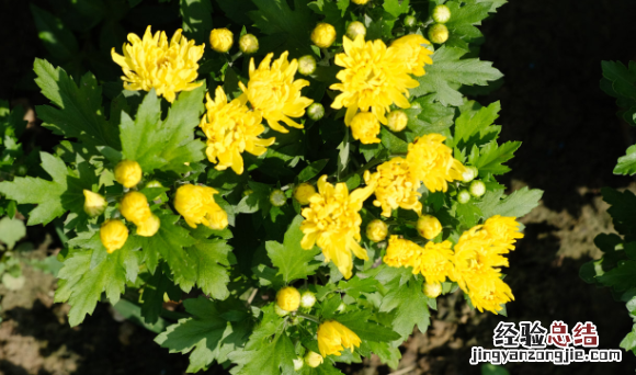 花中君子是什么花