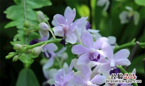 花中君子是什么花