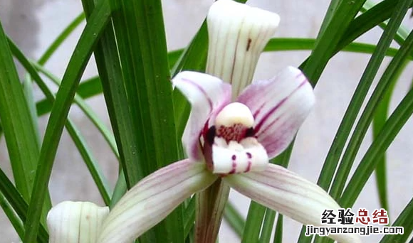 花中君子是什么花