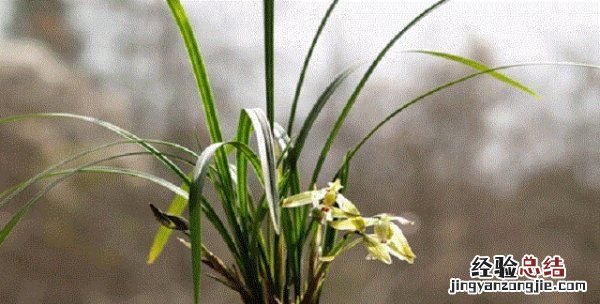花中君子是什么花