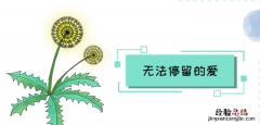 蒲公英的花语与寓意