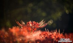 石蒜花和彼岸花的区别，风雨兰和彼岸花的叶子区别
