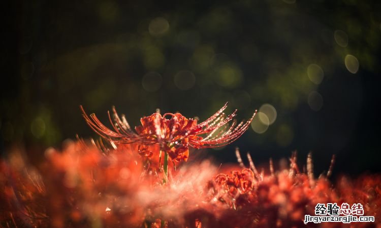石蒜花和彼岸花的区别，风雨兰和彼岸花的叶子区别