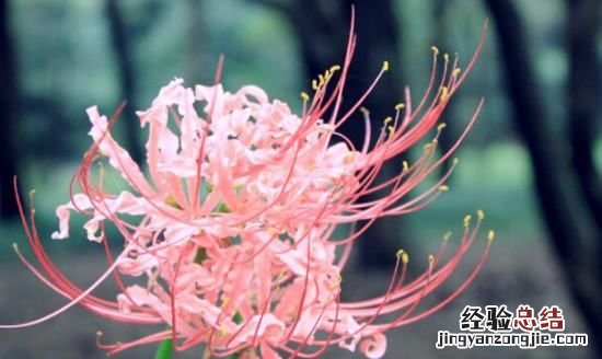 石蒜花和彼岸花的区别，风雨兰和彼岸花的叶子区别