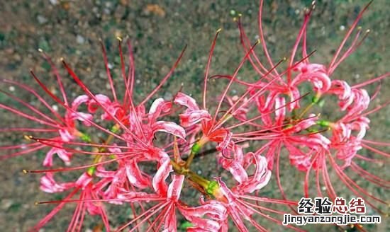 石蒜花和彼岸花的区别，风雨兰和彼岸花的叶子区别