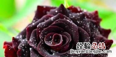 黑玫瑰花语是什么,丝绒玫瑰花语是什么