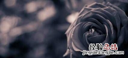 黑玫瑰花语是什么,丝绒玫瑰花语是什么